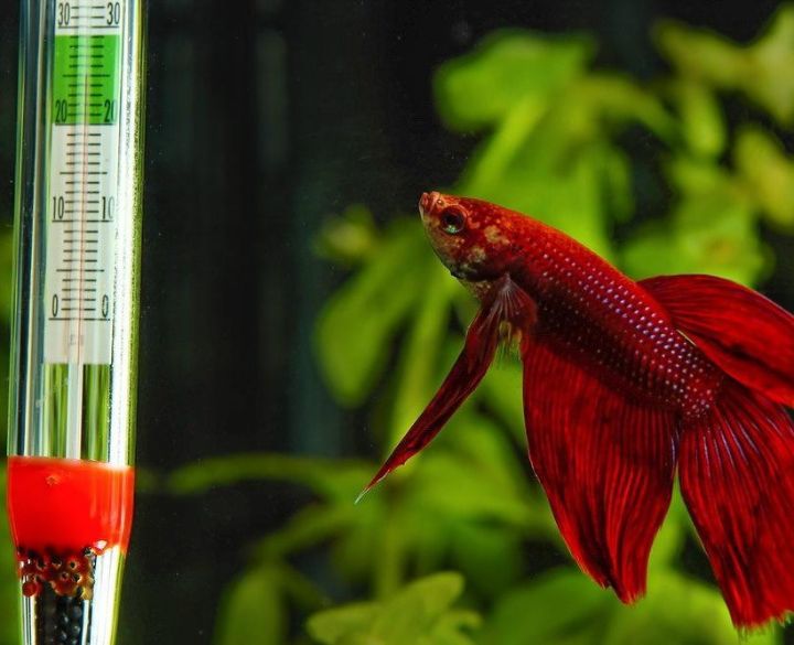 fish aquarium heater