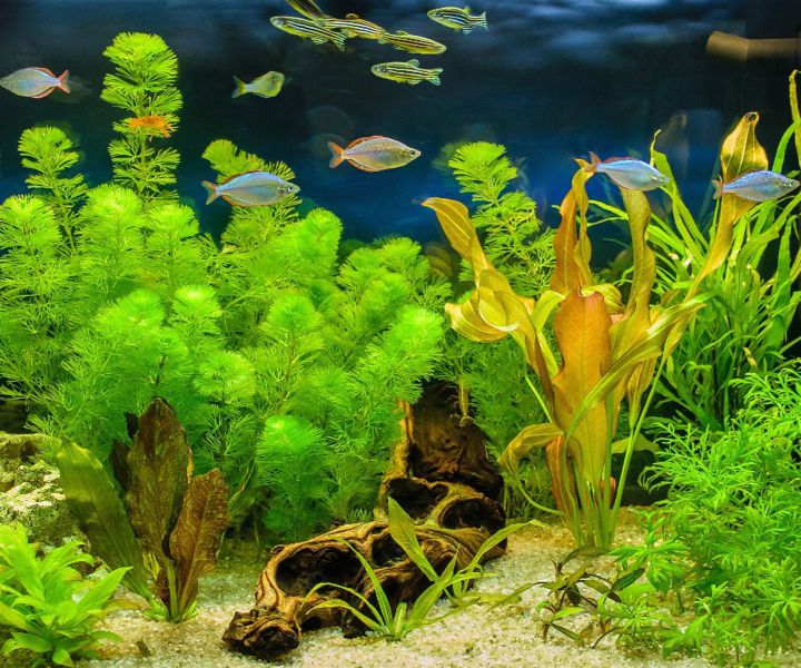 fish aquarium plants