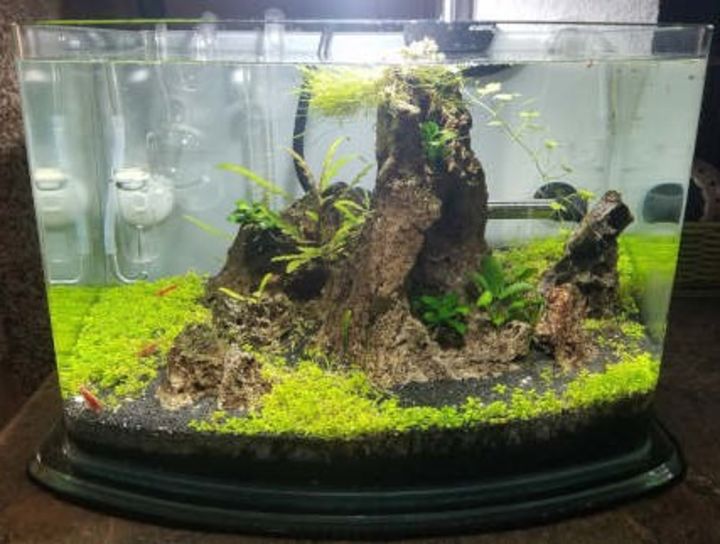 floating leaf aquascaping