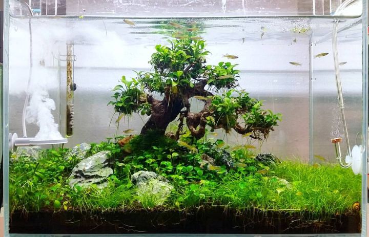 fluval edge bonsai mini aquascape