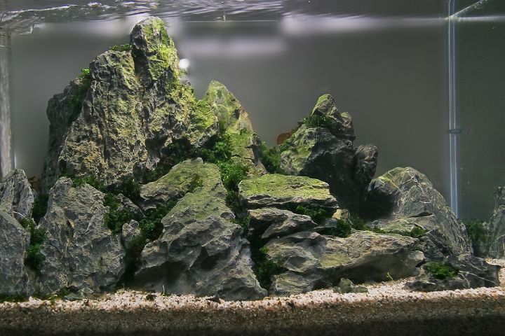 iwagumi aquascaping style