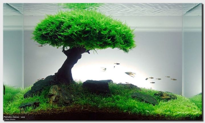 iwagumi mini aquascape