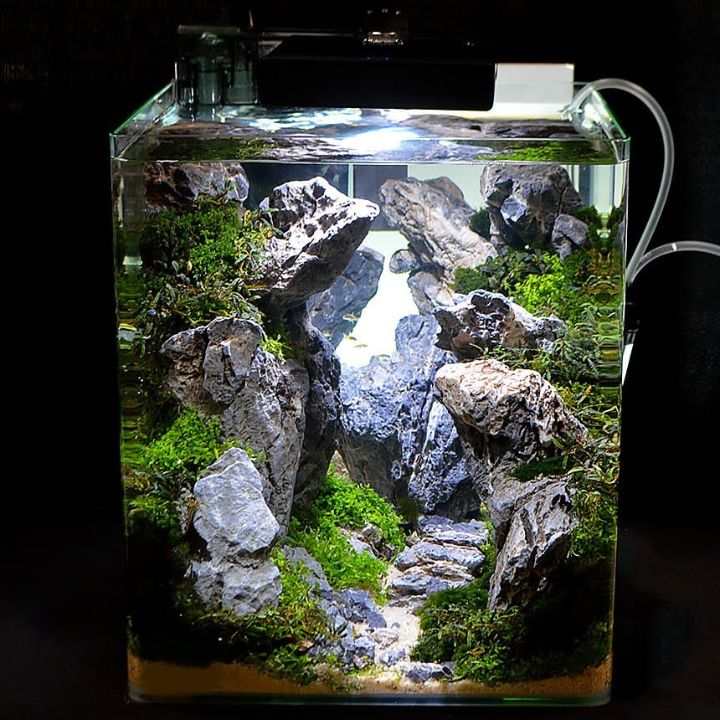 mini bending nano aquascape