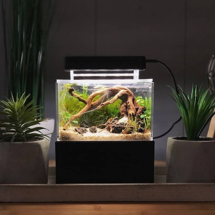 mini complete tank aquascape