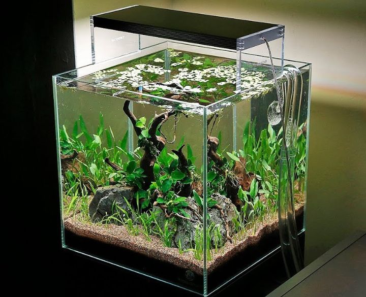 mini ultimate betta aquascape