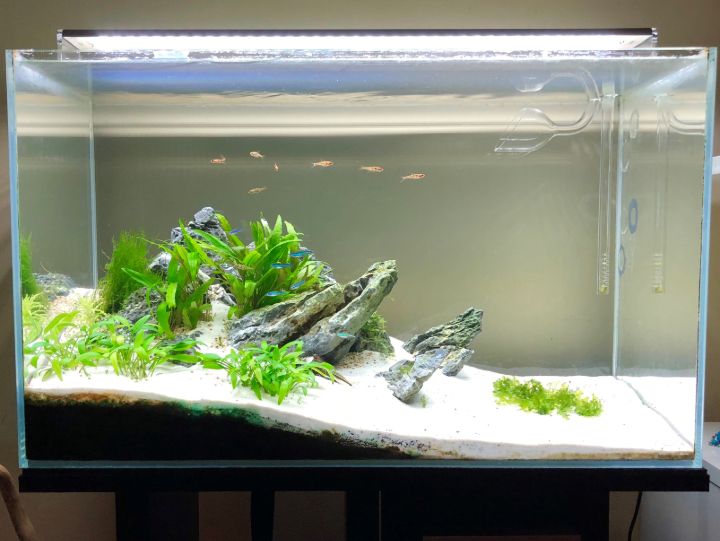 minimalist aquascaping fresh water