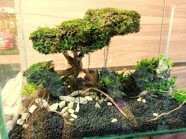 nano bonsai aquascape