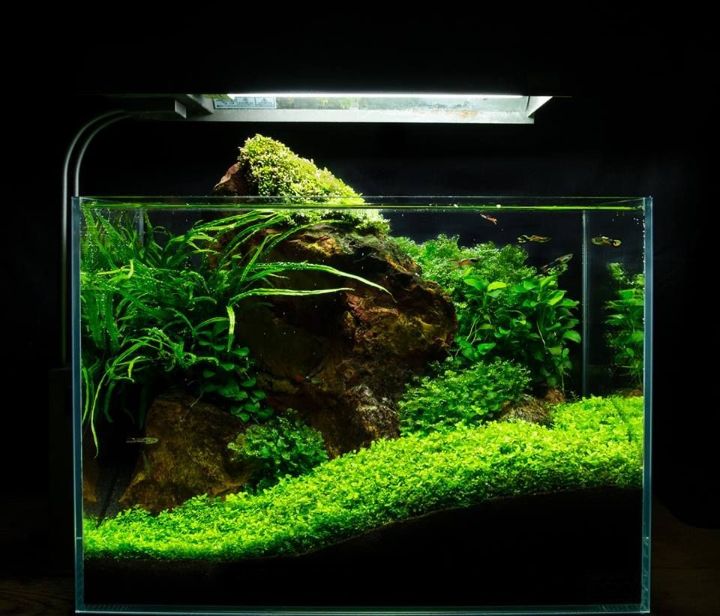 nano tank aquascape