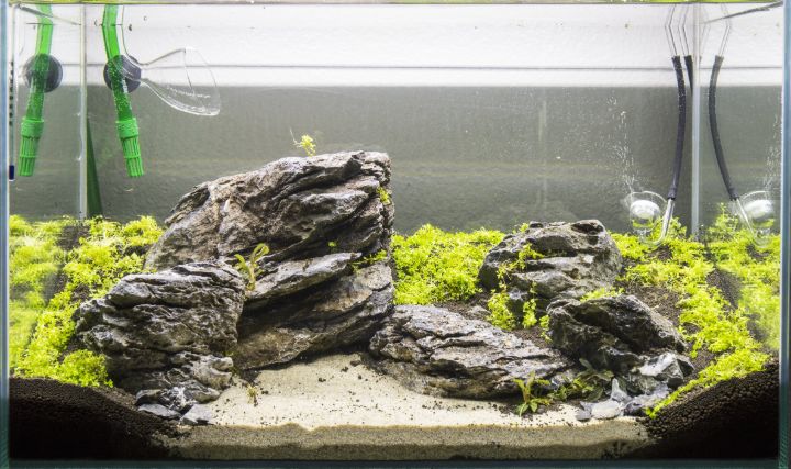 seiryu stone mini aquascaping