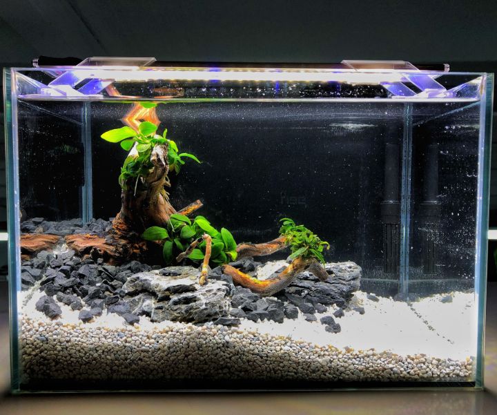 simple aquascaping ideas