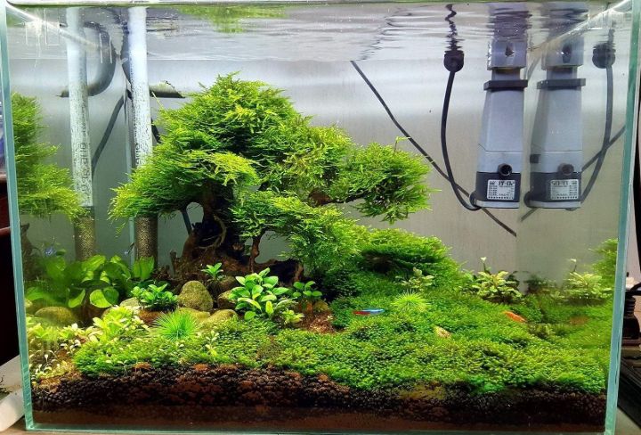 small bonsai driftwood aquascaping