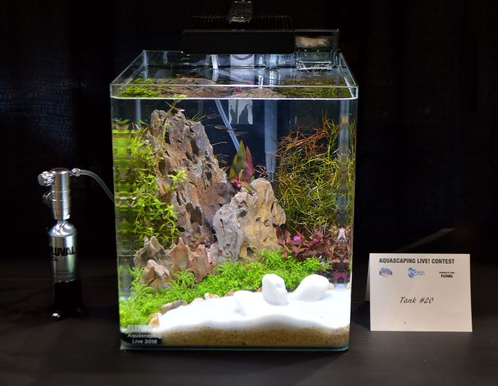 small tank aquascape idea