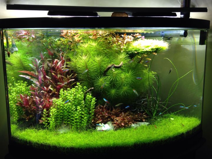 Planted Aquarium 101: Easy DIY Guide to Creating Your Own - PlanteD Aquarium Image