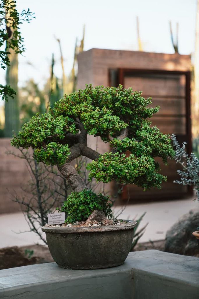 Bonsai Tree Complete Guide