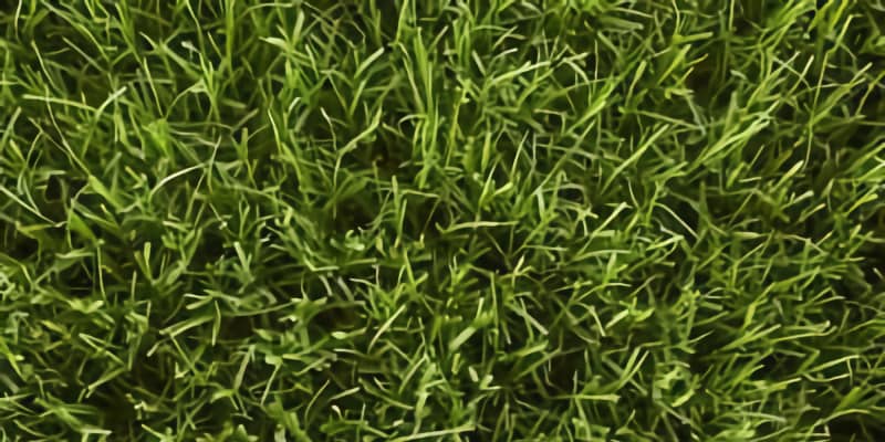 bermuda grass types