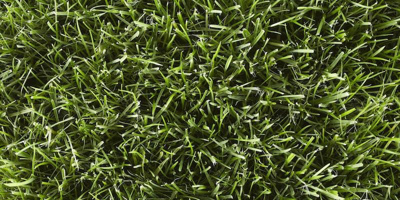 kentucky bluegrass type of grass