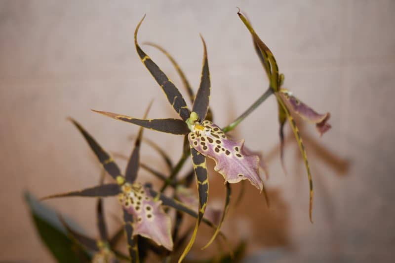 orchid spider plant
