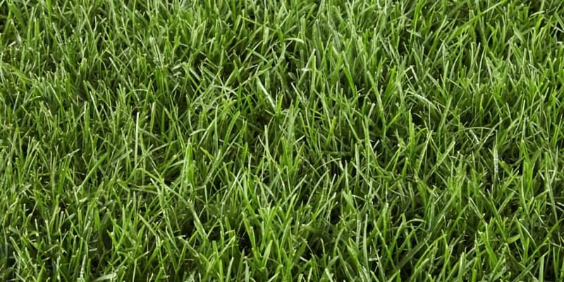 perennial ryegrass type