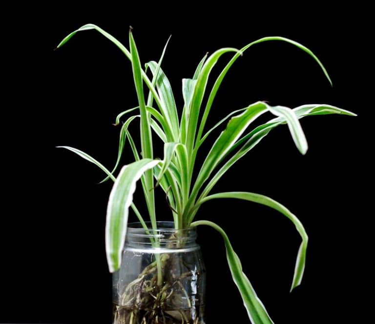 Spider Plant 101 How to Grow It & Easy Care Tips