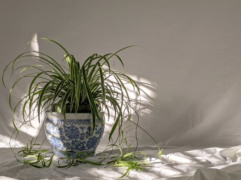 Spider Plant 101: How to Care for Spider Plants