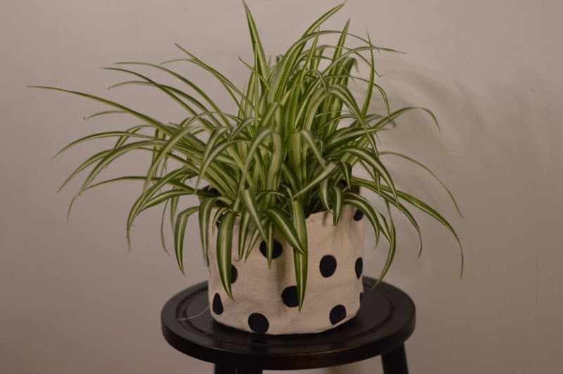 zebra spider plant