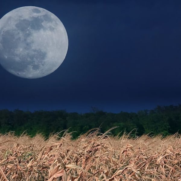 moon gardening light